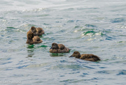 1st Jul 2024 - Birds in the Sea