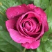 Rose with Water Droplets