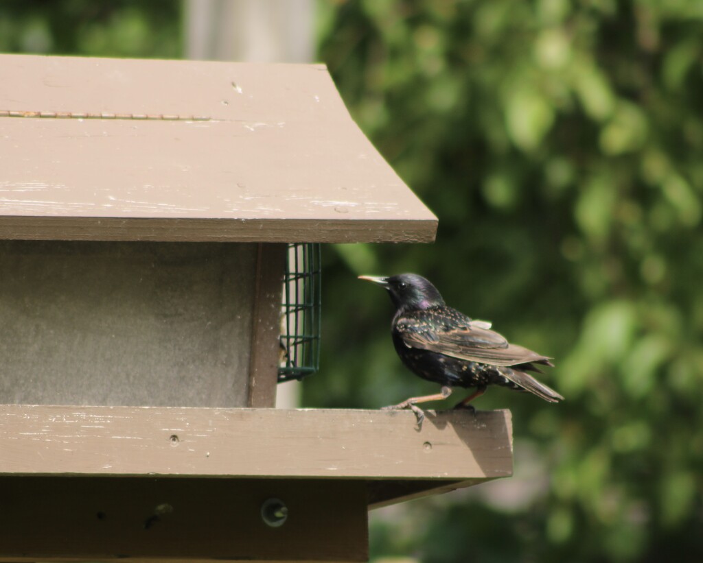 Starling at the feeder by mltrotter