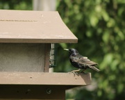 2nd Jul 2024 - Starling at the feeder