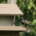 Starling at the feeder