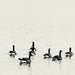 Geese Not in the Road by sjgiesman