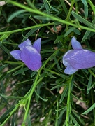 1st Jul 2024 - 7 1 Small Purple flowers