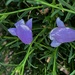 7 1 Small Purple flowers by sandlily