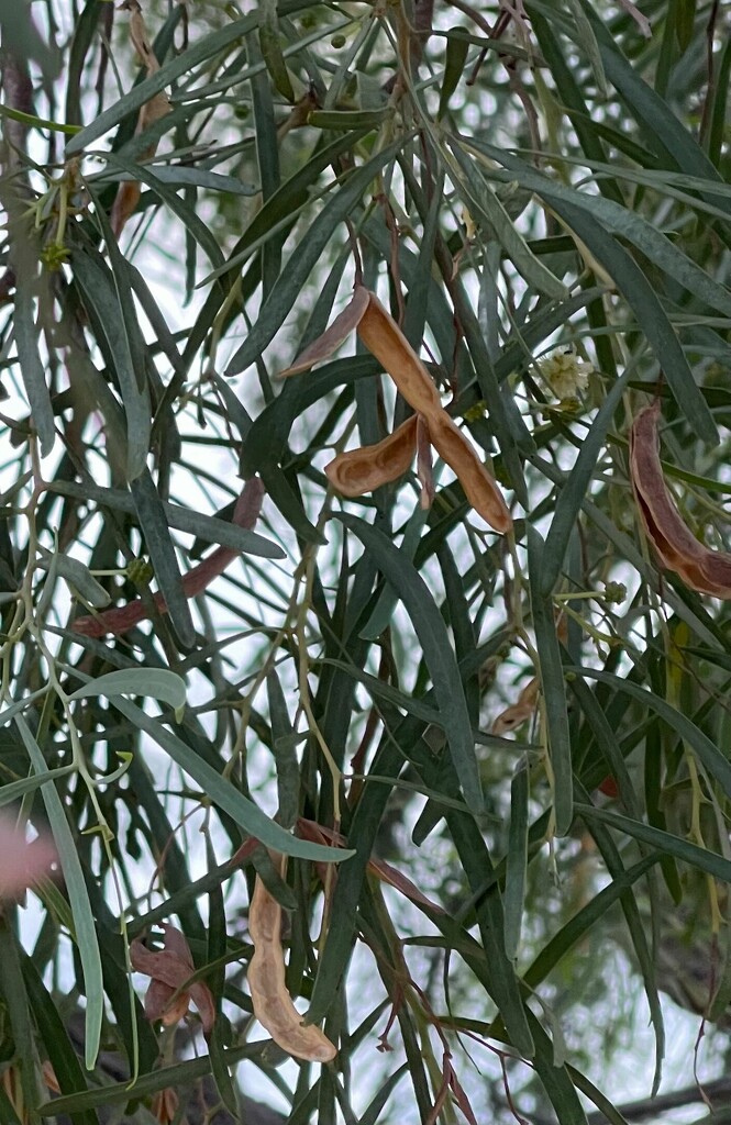 7 1 Seed pods on the tree by sandlily
