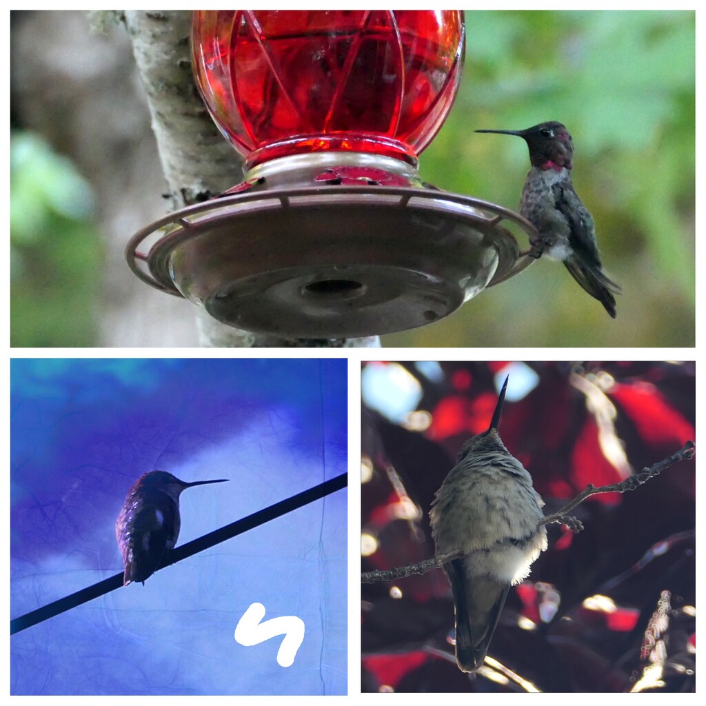 Three views of Calliope Hummingbird by steveandkerry