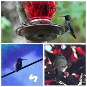 3rd Jul 2024 - Three views of Calliope Hummingbird