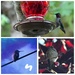 Three views of Calliope Hummingbird