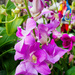 Purple Orchides.