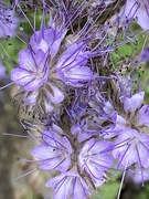 30th Jun 2024 - Wild Flowers