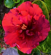 22nd Jun 2024 - Gorgeous Hibiscus ~