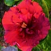 Gorgeous Hibiscus ~ by happysnaps