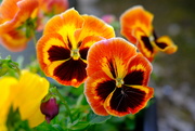 6th Jun 2024 - Happy Pansies