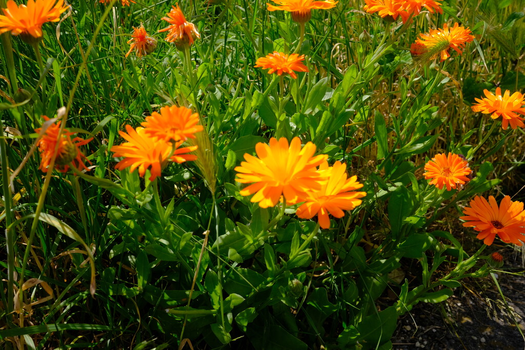 Simple marigolds by happyteg