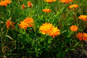 9th Jun 2024 - Simple marigolds