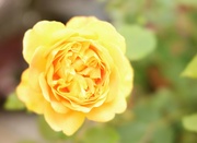 17th Jun 2024 - Dapdune Rose