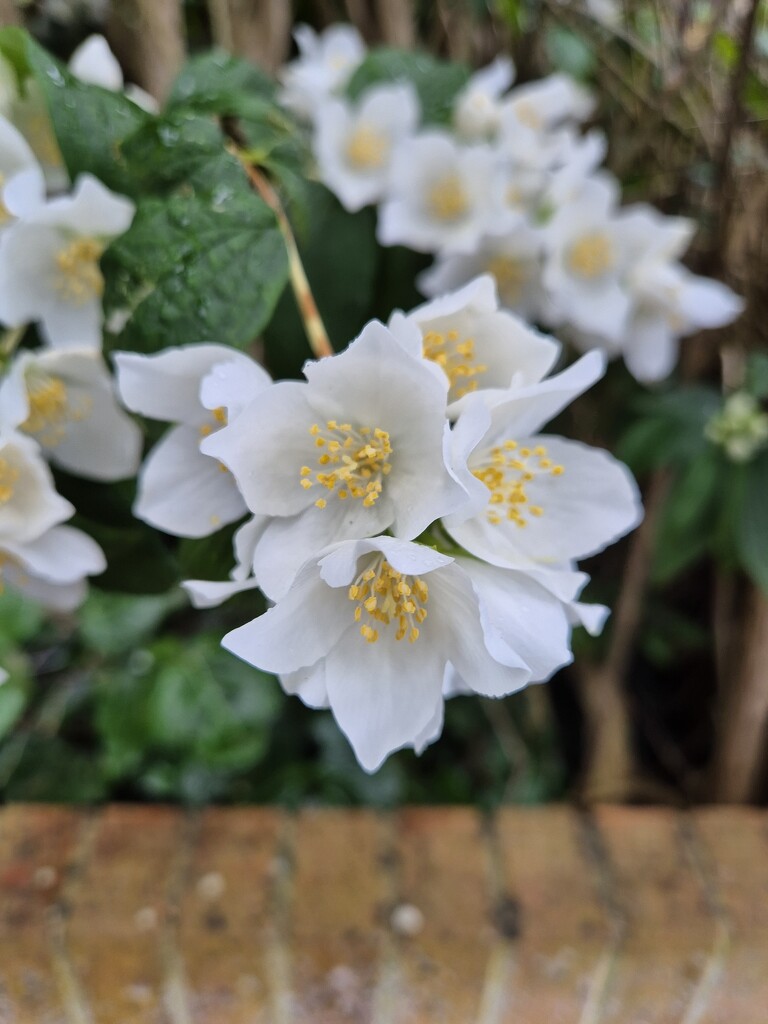 Mock Orange by happyteg