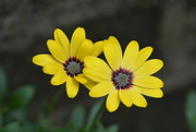 3rd Jul 2024 - Osteospermum ~~~~~~