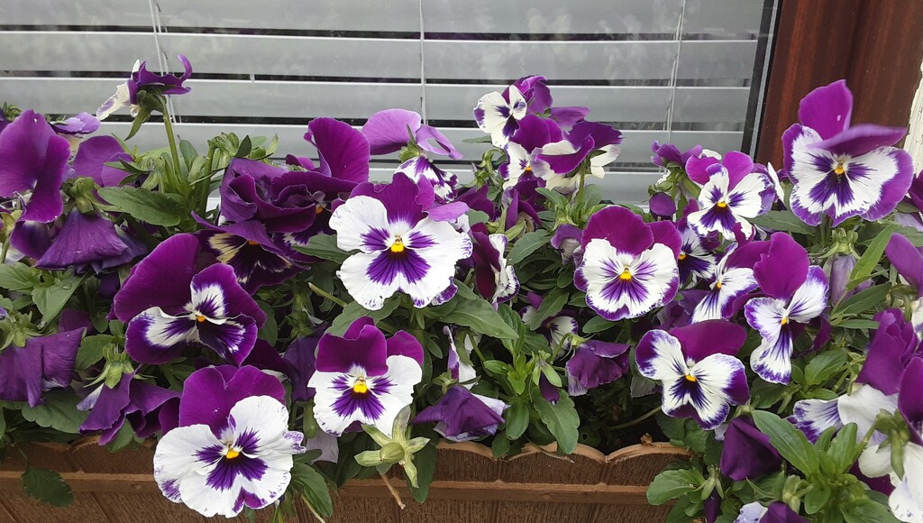 A window box of pansies by grace55