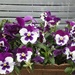 A window box of pansies by grace55