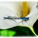 Damselfly And Canna Lily