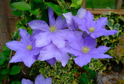 24th Jun 2024 - Clematis