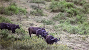 3rd Jul 2024 - The African buffalo