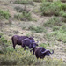 The African buffalo by 365projectorgchristine