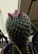 2nd Jul 2024 - Cactus Flowers