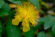 2nd Jul 2024 - Hypericum