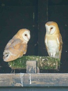 2nd Jul 2024 - Owlets 