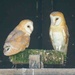 Owlets 