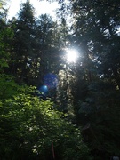 3rd Jul 2024 - forest sunshine