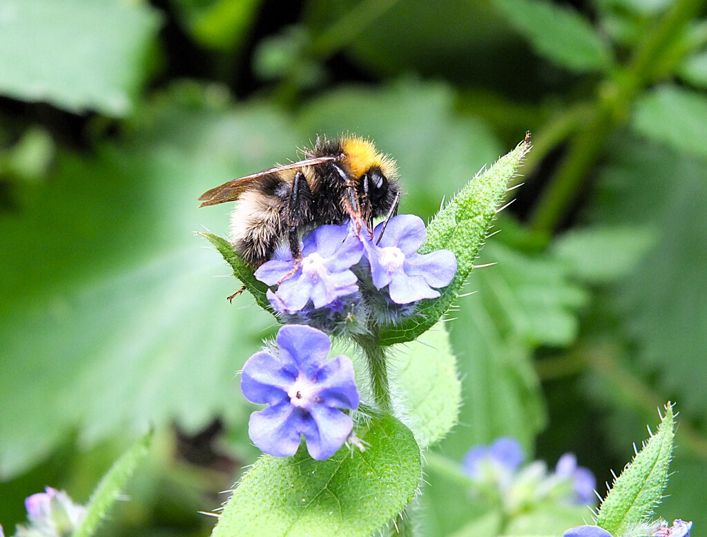 Busy Bee! by bigmxx