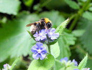3rd Jul 2024 - Busy Bee!