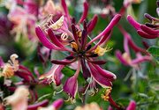 3rd Jul 2024 - Honeysuckle In Our Garden