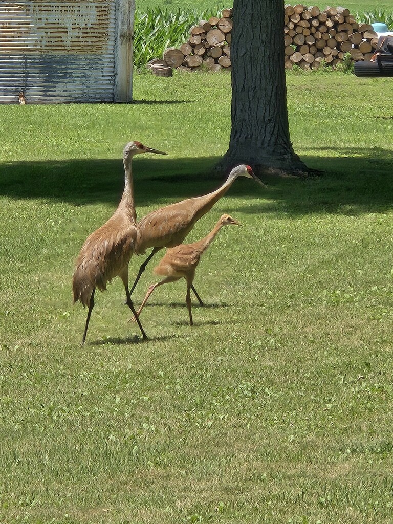 Sandhill Crane Family by randy23