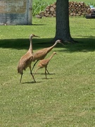 2nd Jul 2024 - Sandhill Crane Family