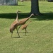 Sandhill Crane Family by randy23