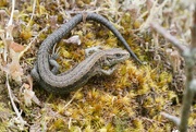 28th Jun 2024 - COMMON LIZARD