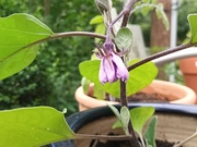 29th Jun 2024 - The eggplant blossom says goodnight.