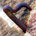 Rusty Stake by pcoulson