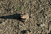 3rd Jul 2024 - Toad