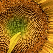 3rd Jul 2024 - Sunflower