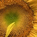 Sunflower by jnewbio
