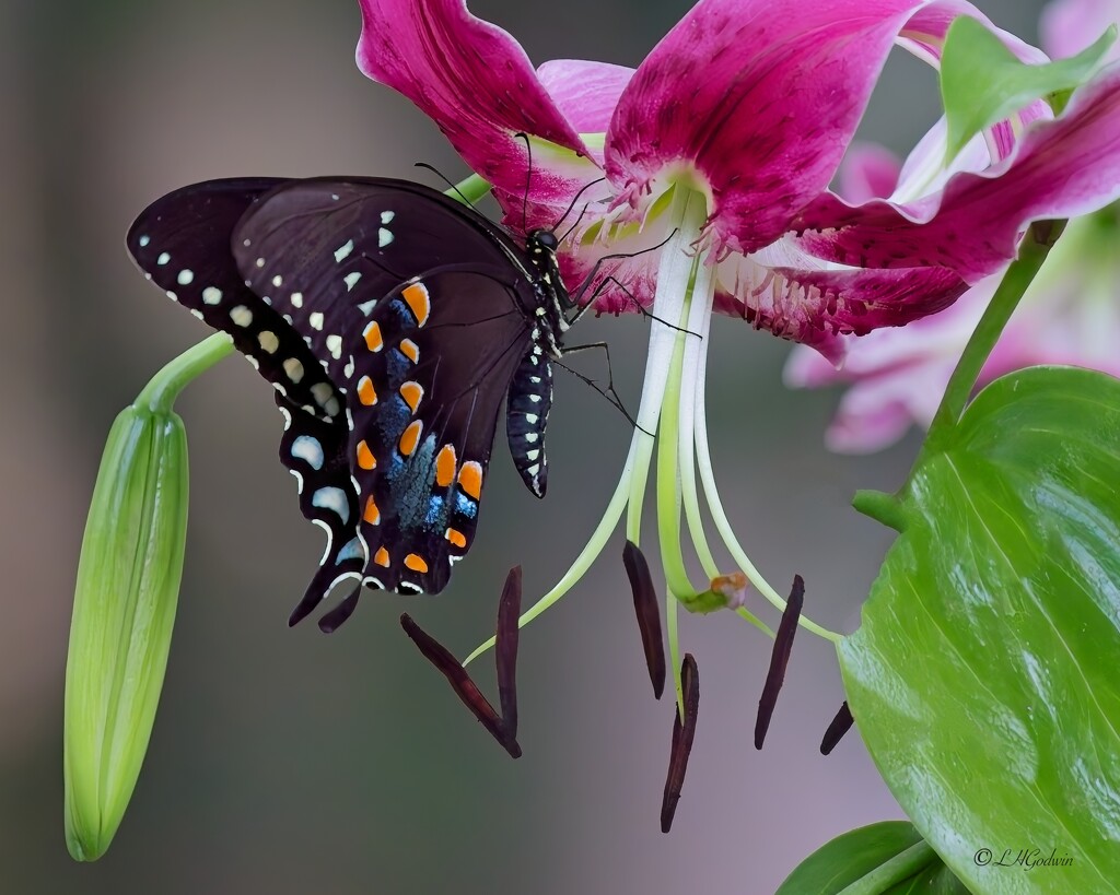 LHG_1783 Black swallowtail  by rontu