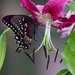LHG_1783 Black swallowtail  by rontu