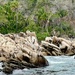 Seaside Vegetation and Bird Life