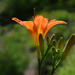 Wild Daylily Filled With Sun
