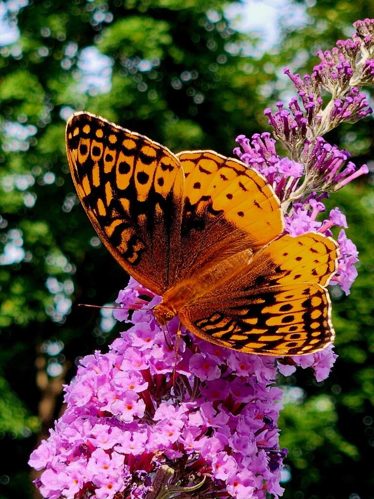Butterfly Visiting the Butterfly Bush by jo38